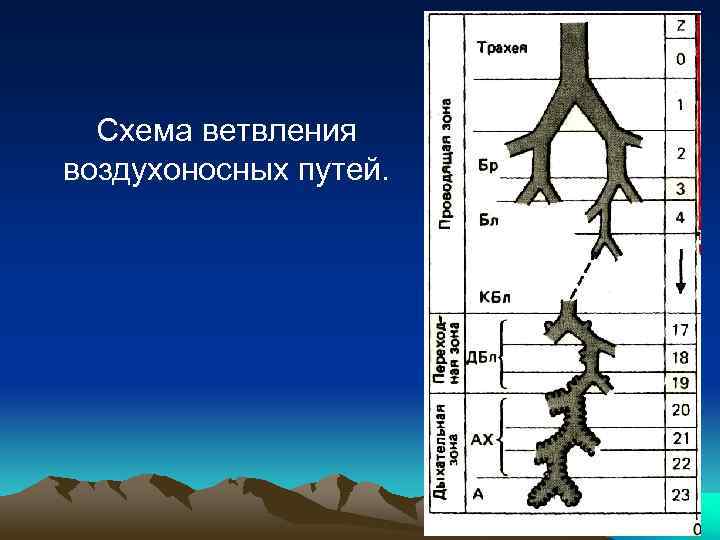 Схема ветвления воздухоносных путей. 