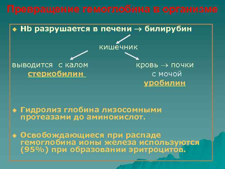 Превращение гемоглобина в организме u Нb разрушается в печени билирубин кишечник выводится с калом