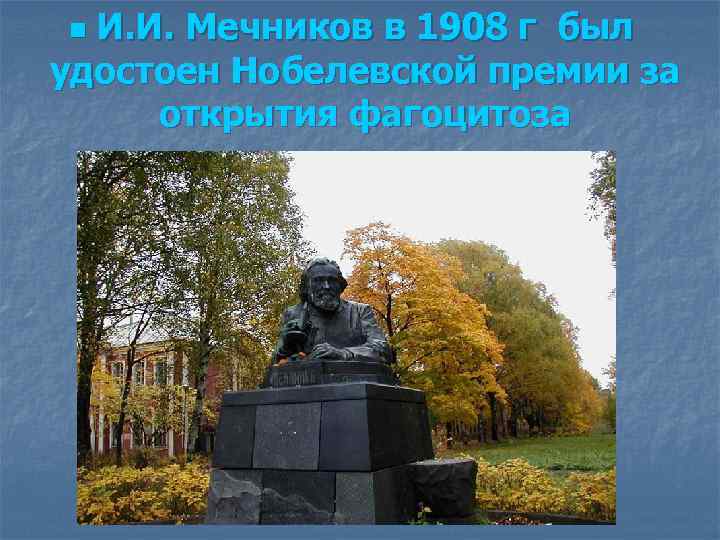 И. И. Мечников в 1908 г был удостоен Нобелевской премии за открытия фагоцитоза n