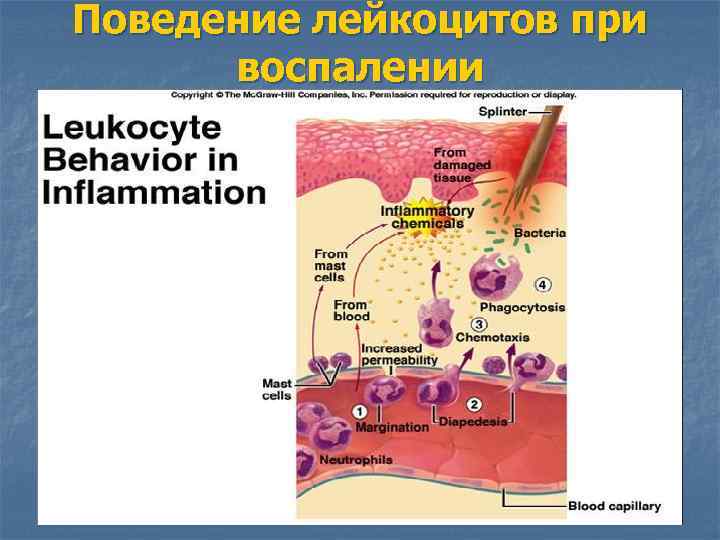 Поведение лейкоцитов при воспалении 