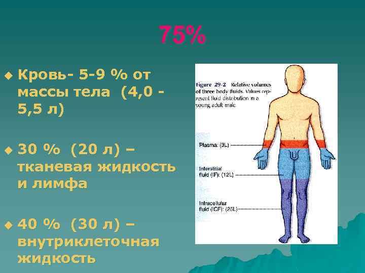 75% u u u Кровь- 5 -9 % от массы тела (4, 0 5,