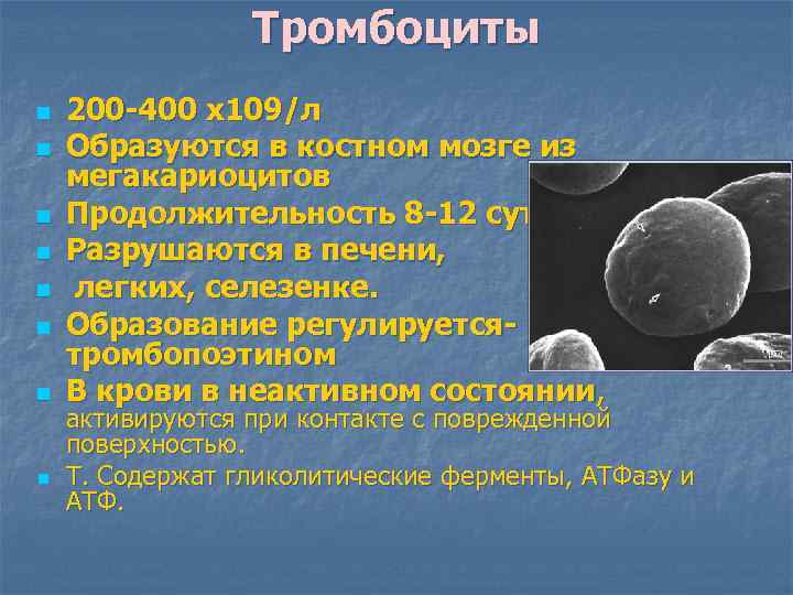 Появляться л. Функции тромбоцитов в крови физиология. Тромбоциты образуются в селезенке. Тромбоциты образуются в печени. Тромбоциты разрушаются в каком органе.