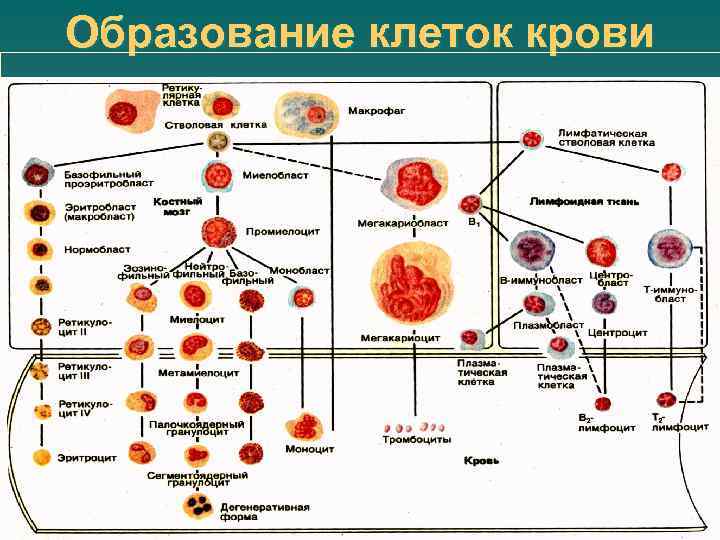 Физиология крови картинки