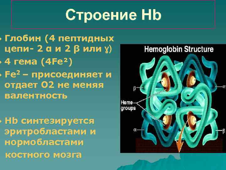 Строение Hb Глобин (4 пептидных цепи- 2 α и 2 β или ɣ) u