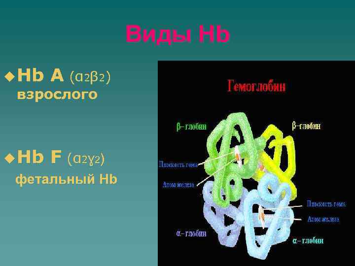 Виды Hb u Hb A (α 2β 2) взрослого u Hb F (α 2ɣ