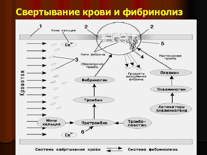 Свертывание крови и фибринолиз 