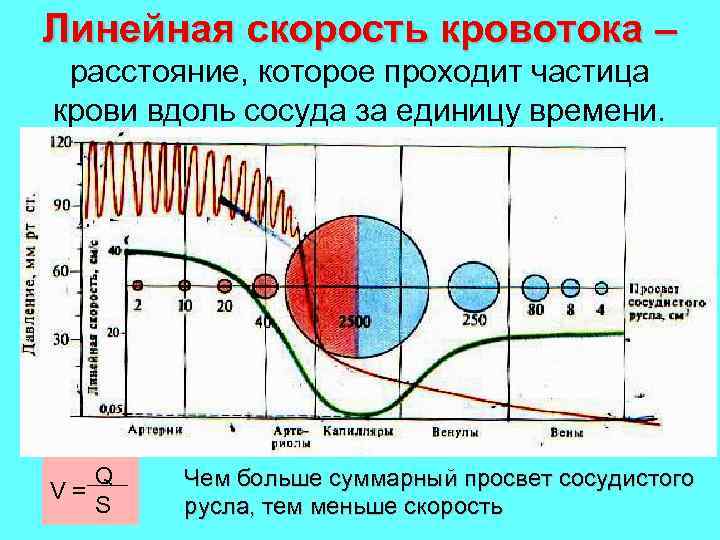 Линейная скорость кровотока – расстояние, которое проходит частица крови вдоль сосуда за единицу времени.