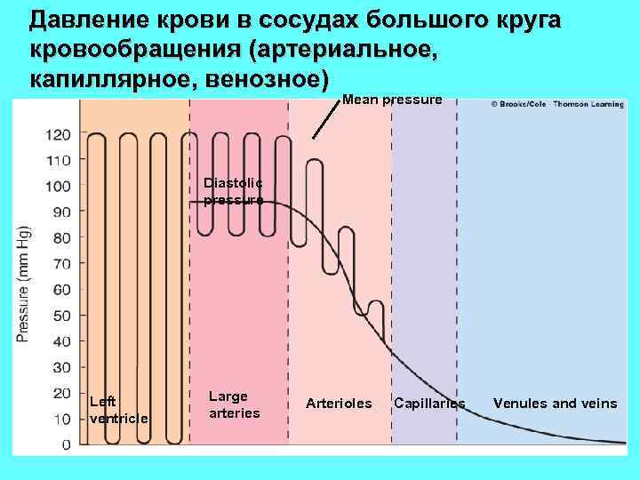 Давление крови в сосудах большого круга кровообращения (артериальное, капиллярное, венозное) Mean pressure Diastolic pressure