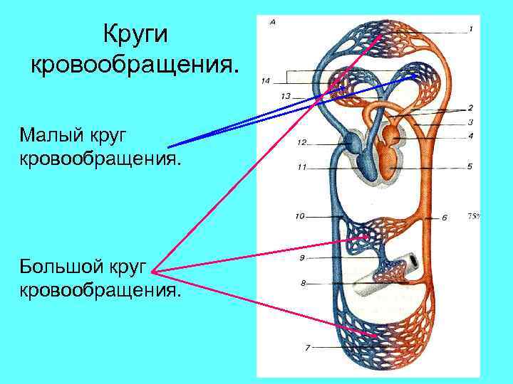 Круги кровообращения. Малый круг кровообращения. Большой круг кровообращения. 