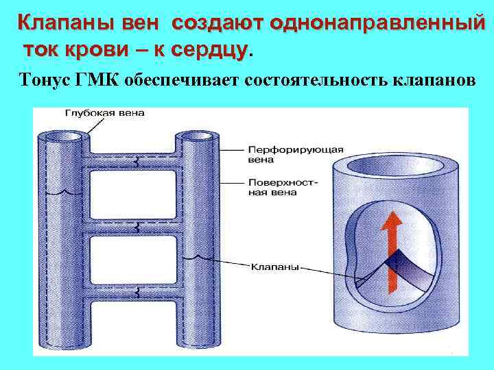 Клапаны вен создают однонаправленный ток крови – к сердцу Тонус ГМК обеспечивает состоятельность клапанов