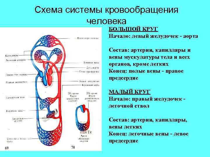 Схема системы кровообращения человека БОЛЬШОЙ КРУГ Начало: левый желудочек - аорта Состав: артерии, капилляры