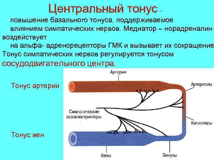 Центральный тонус – повышение базального тонуса, поддерживаемое влиянием симпатических нервов. Медиатор – норадреналин воздействует