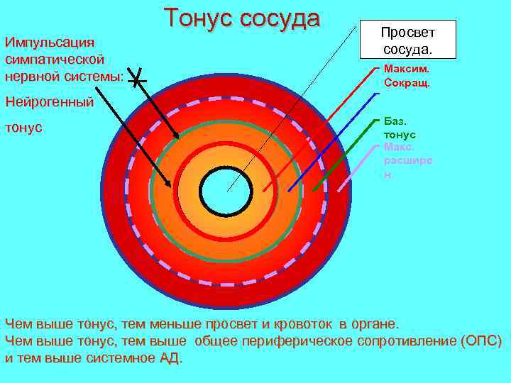 Тонус сосуда Импульсация симпатической нервной системы: Просвет сосуда. Максим. Сокращ. Нейрогенный тонус Баз. тонус