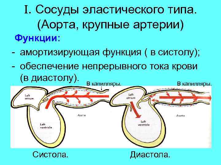 I. Сосуды эластического типа. (Аорта, крупные артерии) Функции: - амортизирующая функция ( в систолу);