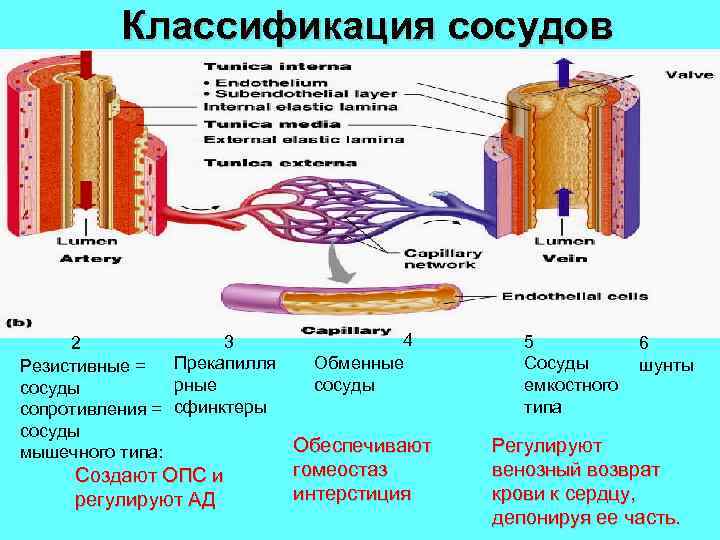 Классификация сосудов 4 3 2 Прекапилля Обменные Резистивные = рные сосуды сопротивления = сфинктеры