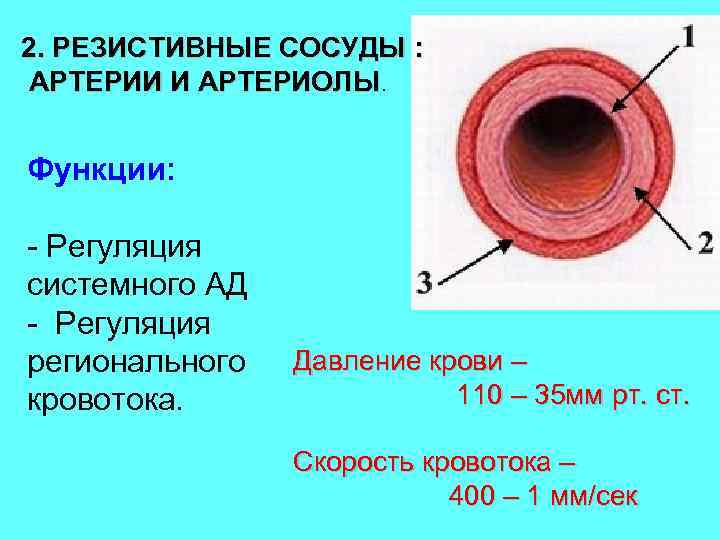 2. РЕЗИСТИВНЫЕ СОСУДЫ : АРТЕРИИ И АРТЕРИОЛЫ. Функции: - Регуляция системного АД - Регуляция