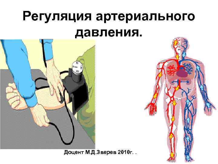 Регуляция артериального давления. Доцент М. Д. Зверев 2010 г. . 