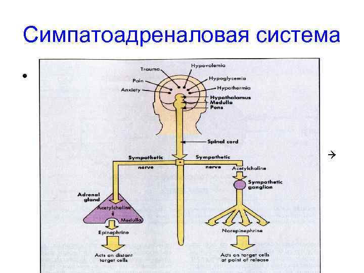 Симпатоадреналовая система • При ↓ АД активация лимбической системы активация симпатической нервной системы выброс
