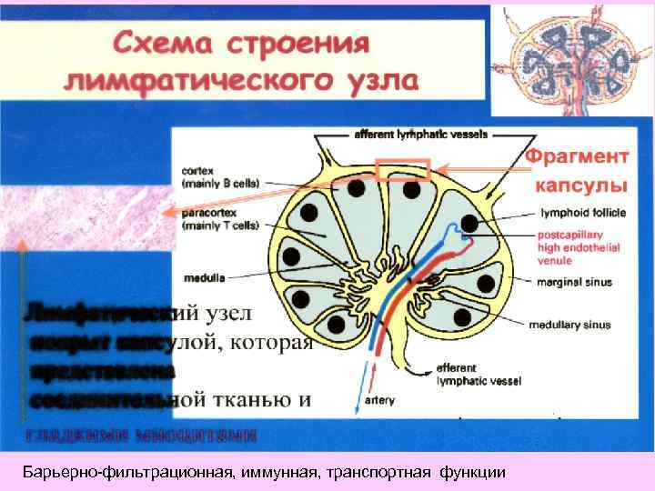 Схема строения лимфатического узла. Источник развития лимфатических узлов. Строение лимфатического узла рисунок. Клетки лимфы.