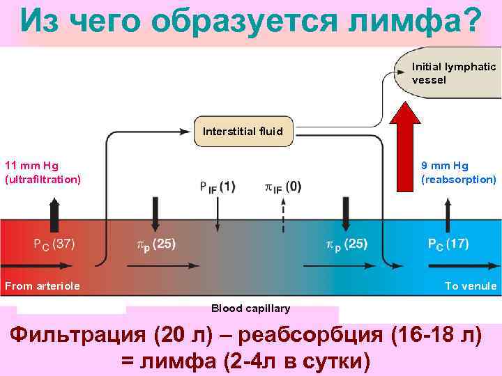 Из чего образуется лимфа? Initial lymphatic vessel Interstitial fluid 11 mm Hg (ultrafiltration) 9