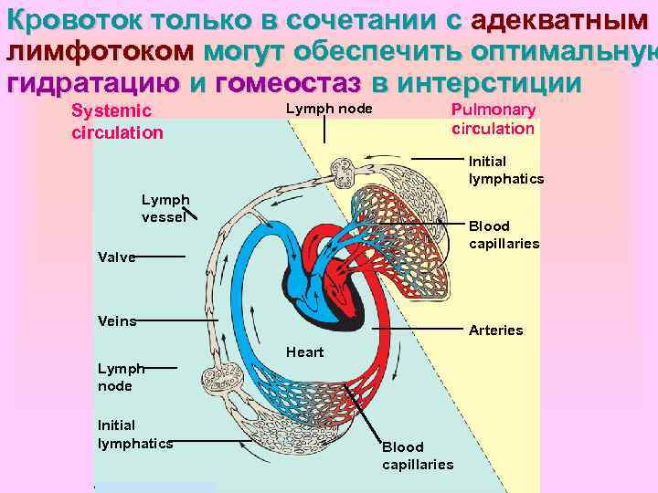 Кровоток только в сочетании с адекватным лимфотоком могут обеспечить оптимальную гидратацию и гомеостаз в