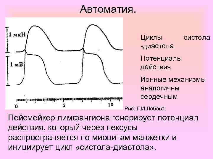 Автоматия. Циклы: -диастола. систола Потенциалы действия. Ионные механизмы аналогичны сердечным Рис. Г. И. Лобова.