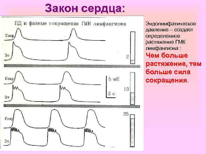 Закон сердца: Эндолимфатическое давление – создает определенное растяжение ГМК лимфангиона : Чем больше растяжение,