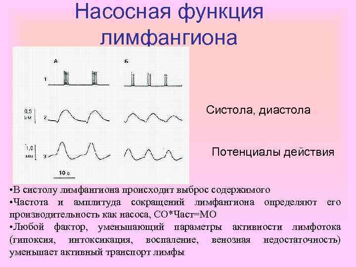 Насосная функция лимфангиона Систола, диастола Потенциалы действия • В систолу лимфангиона происходит выброс содержимого