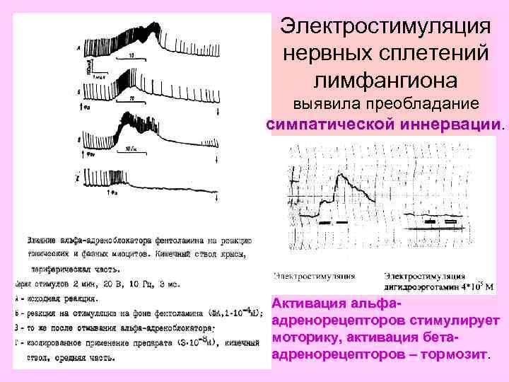 Электростимуляция нервных сплетений лимфангиона выявила преобладание симпатической иннервации Активация альфаадренорецепторов стимулирует моторику, активация бетаадренорецепторов