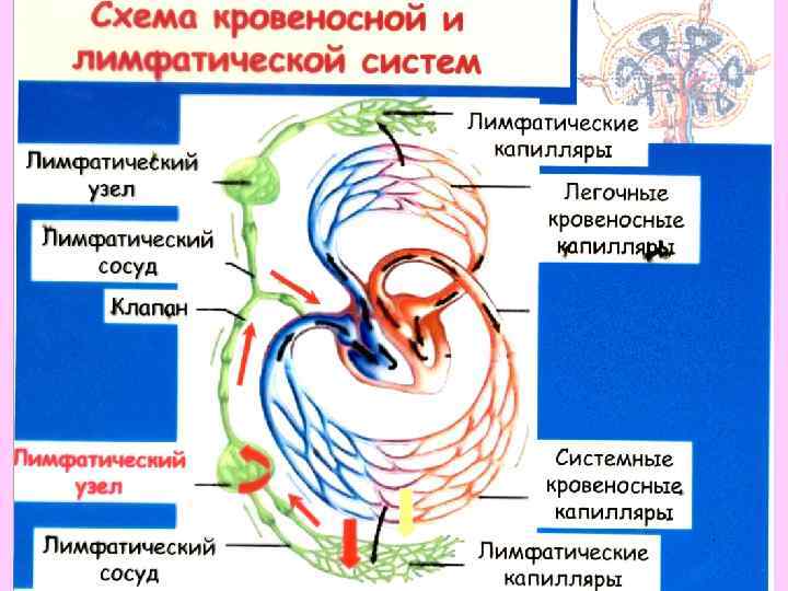 Схема строения кровеносной системы