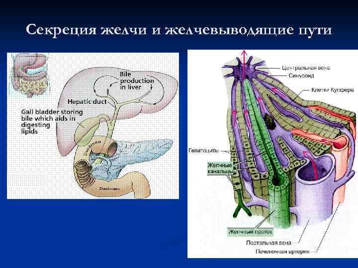 Желчевыводящие пути картинки