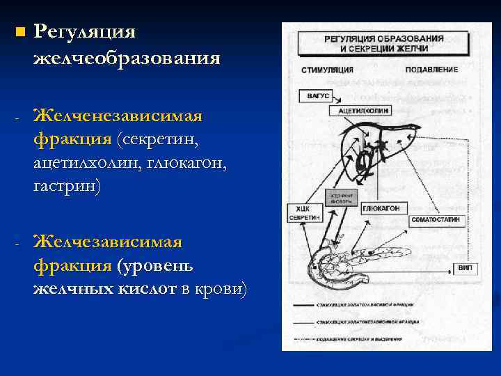 n Регуляция желчеобразования - Желченезависимая фракция (секретин, ацетилхолин, глюкагон, гастрин) - Желчезависимая фракция (уровень