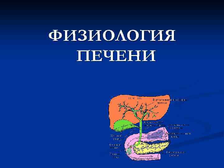 Презентация на тему физиология пищеварения