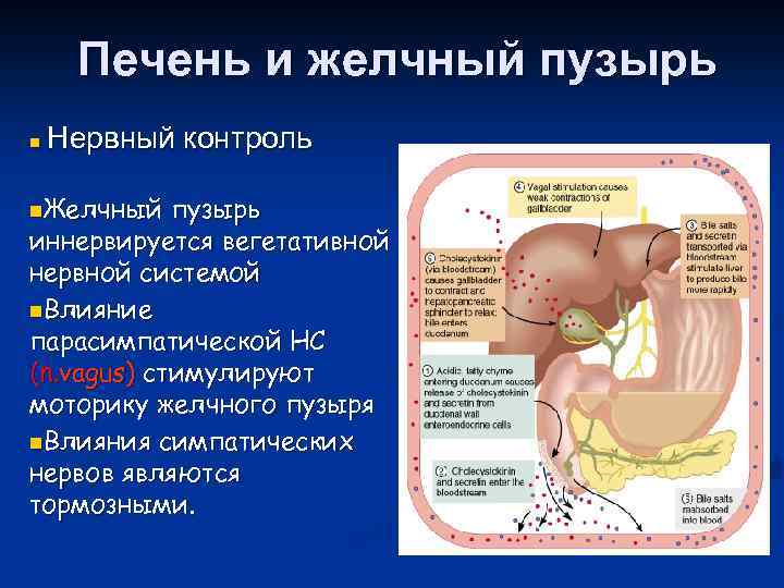 Печень и желчный пузырь n Нервный контроль n. Желчный пузырь иннервируется вегетативной нервной системой