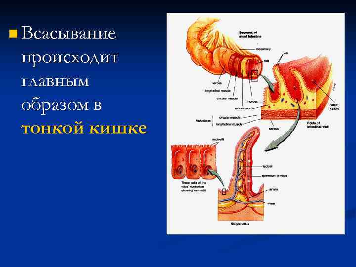 n Всасывание происходит главным образом в тонкой кишке 