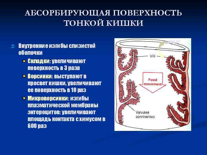 Какая роль пищеварения. Просвет тонкого кишечника. Поверхность тонкого кишечника. Площадь тонкого кишечника.