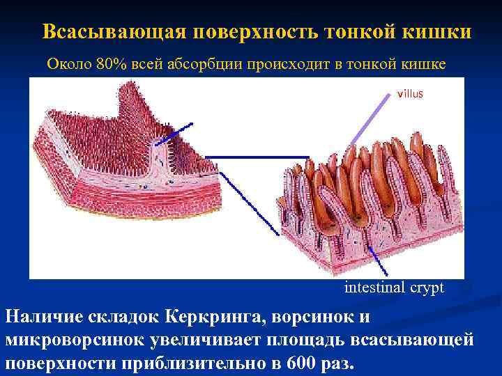 Всасывающая поверхность тонкой кишки Около 80% всей абсорбции происходит в тонкой кишке villus plica