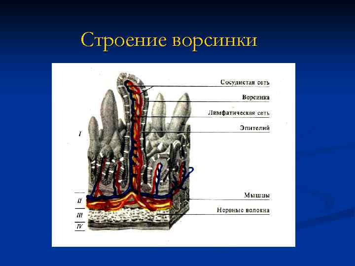 Строение ворсинки 