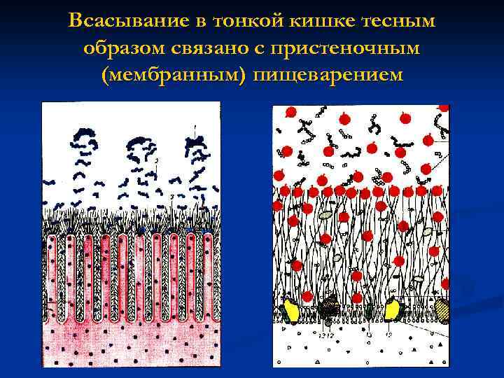 Всасывание в тонкой кишке тесным образом связано с пристеночным (мембранным) пищеварением 