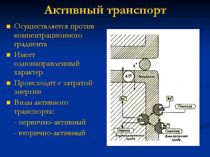 Активный транспорт n n Осуществляется против концентрационного градиента Имеет однонаправленный характер Происходит с затратой