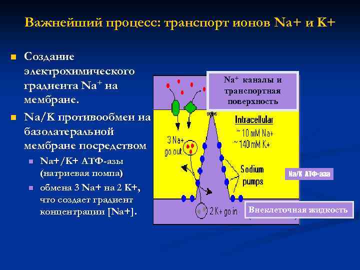 Важнейший процесс: транспорт ионов Na+ и K+ n n Создание электрохимического градиента Na+ на