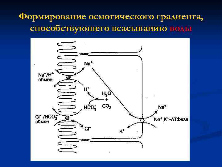 Формирование осмотического градиента, способствующего всасыванию воды 