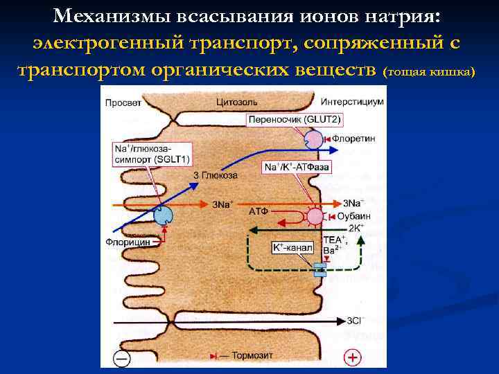 Механизмы всасывания ионов натрия: электрогенный транспорт, сопряженный с транспортом органических веществ (тощая кишка) 