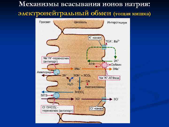 Механизмы всасывания ионов натрия: электронейтральный обмен (тощая кишка) 
