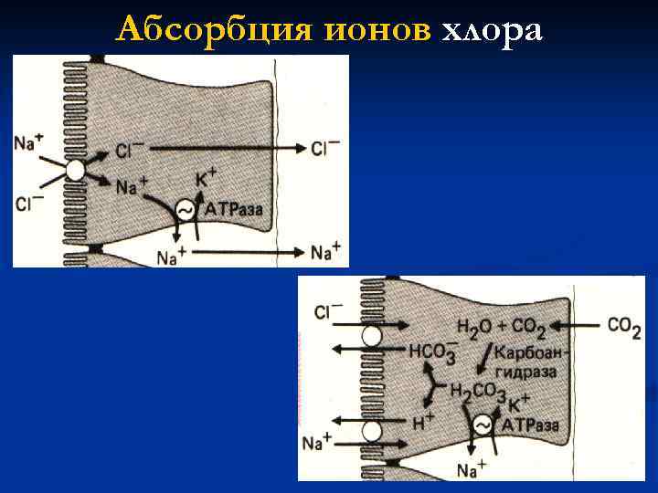 Абсорбция ионов хлора 