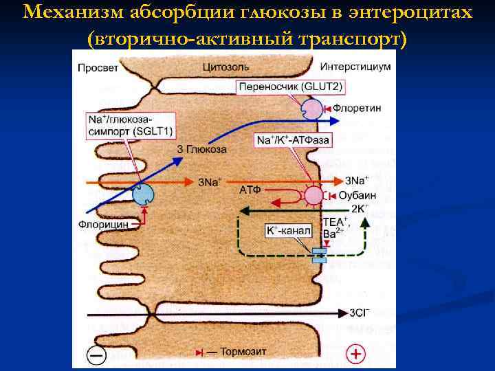 Механизм абсорбции глюкозы в энтероцитах (вторично-активный транспорт) 