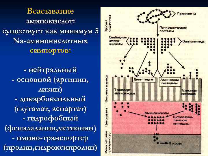 Всасывание аминокислот: существует как минимум 5 Na-аминокислотных симпортов: - нейтральный - основной (аргинин, лизин)