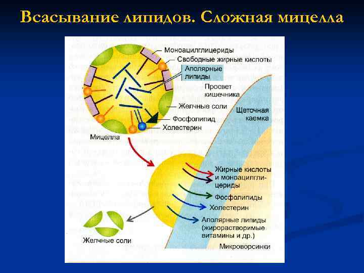 Всасывание липидов. Сложная мицелла 