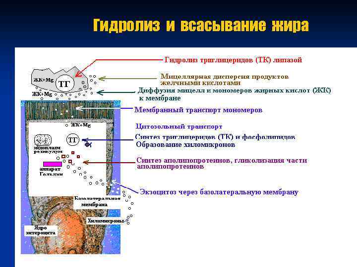 Гидролиз и всасывание жира 