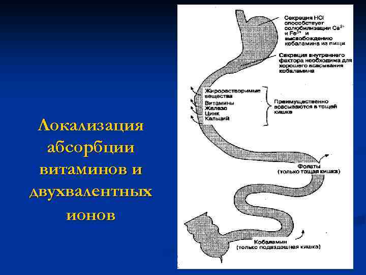 Локализация абсорбции витаминов и двухвалентных ионов 